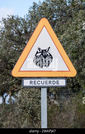 Animaux sauvages devant signal, lynx ibérique, Lynx pardinus, avec la phrase se souvenir en espagnol, Andújar, Jaén, Andalousie, Espagne Banque D'Images