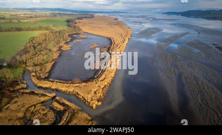 Vue aérienne des roseaux sur la rive nord de la rivière Tay, Port Allen, Errol, Perthshire, Écosse. Banque D'Images