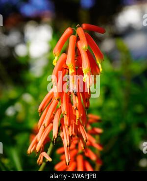 Pic de fleurs Kniphofia (Red Hot Poker) avec des fleurs tubulaires orange-rouge vibrantes - jardin de lys de torche coloré en gros plan Banque D'Images