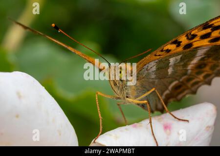 Gros plan tête sur, détail du portrait d'un papillon fritillaire lavé à l'argent (Argynnis paphia) reposant sur une fleur de rose. Banque D'Images