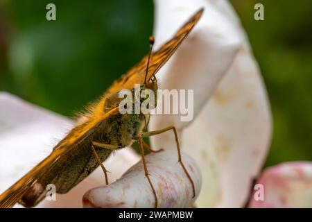 Gros plan, tête sur, détail du portrait d'un papillon fritillaire argenté lavé (Argynnis paphia) reposant sur une fleur de rose. Banque D'Images