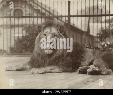 Lion au zoo de Londres, Thomas James Dixon, 1880 photographie London support photographique empreinte carbone bêtes de proie, animaux prédateurs : lion London Zoo Banque D'Images