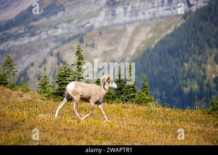 Une vue panoramique d'un grand mouton de corne sur une prairie dans le parc national de Glacier Banque D'Images