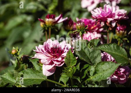 Buisson fleuri de dahlias 'Creme de Cassiss' dans le jardin Banque D'Images