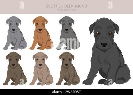 Clipart de chiots deerhound écossais. Différentes poses, couleurs de manteau définies. Illustration vectorielle Illustration de Vecteur