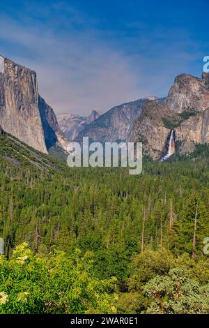 Le parc national de Yosemite abrite trois bosquets d'impressionnants séquoias géants. Les séquoias géants sont une espèce emblématique, étant parmi les plus rares, anciennes Banque D'Images