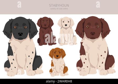 Stabyhoun chiots couleurs de manteau, différentes poses clipart. Illustration vectorielle Illustration de Vecteur