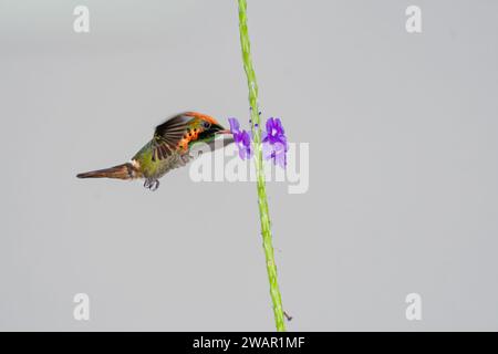 Petit coq touffeté, lophornis ornatus, pollinisant des fleurs violettes isolées sur fond gris Banque D'Images