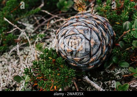 Cône de cèdre frais, tombé de branche d'arbre, se trouve dans des buissons verts. pommes de pin résineuses dans la nature sauvage. saison de récolte des noix Banque D'Images