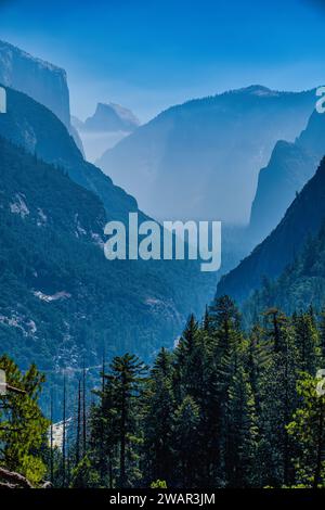 Le parc national de Yosemite abrite trois bosquets d'impressionnants séquoias géants. Les séquoias géants sont une espèce emblématique, étant parmi les plus rares, anciennes Banque D'Images