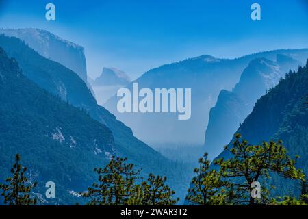 Le parc national de Yosemite abrite trois bosquets d'impressionnants séquoias géants. Les séquoias géants sont une espèce emblématique, étant parmi les plus rares, anciennes Banque D'Images