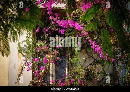 Les fleurs de bougainvilliers encadrent une fenêtre rustique, un joyau caché au milieu du feuillage vert Banque D'Images