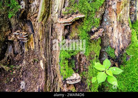 Champignon Tinder - Fomes fomentarius - sur un tronc d'arbre moussé dans la forêt primitive de Sababurg, Allemagne Banque D'Images