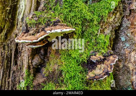Champignon Tinder - Fomes fomentarius - sur un tronc d'arbre moussé dans la forêt primitive de Sababurg, Allemagne Banque D'Images