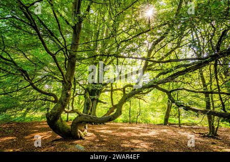 Forme d'arbre magique dans la forêt primitive de Sababurg, Allemagne Banque D'Images