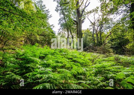 Défrichement forestier avec des fougères fraîches dans la réserve naturelle forestière primitive de Sababurg, Allemagne Banque D'Images