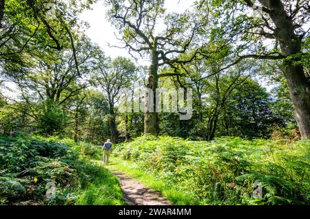 Randonnée dans une clairière forestière avec des chênes nains - forêt primitive de Sababurg Banque D'Images