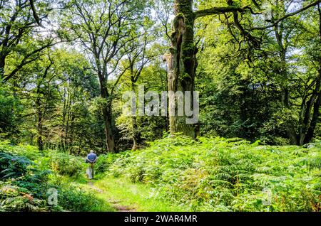 Randonnée dans une clairière forestière avec des chênes nains - forêt primitive de Sababurg Banque D'Images