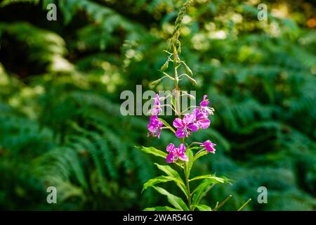 willowherb à feuilles étroites - Epilobium angustifolium devant des fougères vert foncé Banque D'Images