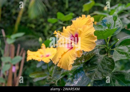 Gros plan d'une fleur d'hibiscus jaune Banque D'Images