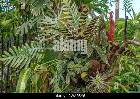 Vue détaillée avec les plantes tropicales fenêtre Monstera, épée flambant Vriesea splendens, lierre tachetée, Scindapsus pictus et truite Begonia Begonia macul Banque D'Images