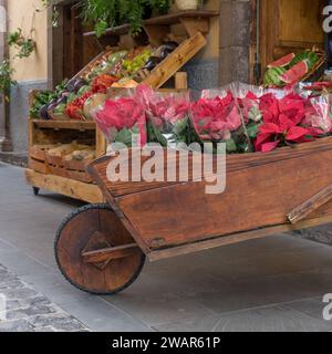 Chariot en bois avec poinsettias rouges, Euphorbia pulcherrima, devant un magasin Banque D'Images