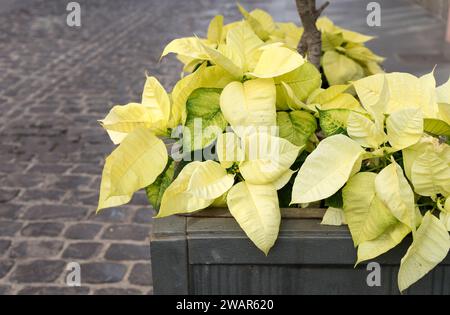 Pot de plantes avec poinsettias jaunes Euphorbia pulcherrima Banque D'Images