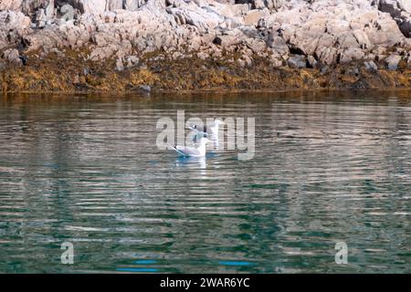 Deux mouettes flottent calmement sur les eaux réfléchissantes près des rivages rocheux, avec des pierres couvertes d'algues et un ciel clair au-dessus. Île des Lofoten, Norvège Banque D'Images