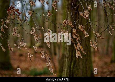 Concentrez-vous sur une branche avec des feuilles mortes brunes et sèches avec un fond flou de bois dans des couleurs brunes et vertes Banque D'Images