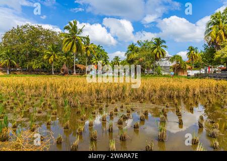 Laman PADI (Paddy Field) est un musée en plein air à Langkawi, Kedah, Malaisie, le visiteur peut apprendre la culture du riz et l'histoire de la riziculture Banque D'Images