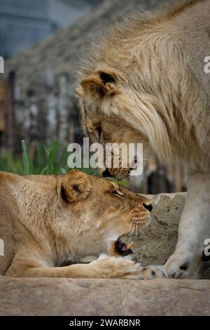 Gros plan d'un regard entre un lion et une lionne, Beauval Banque D'Images