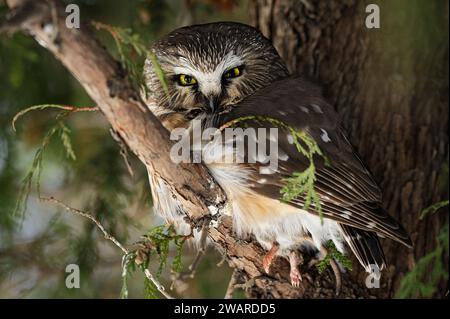 Scie du Nord avec un lemming en palourdes ils sur une branche d'arbre Banque D'Images