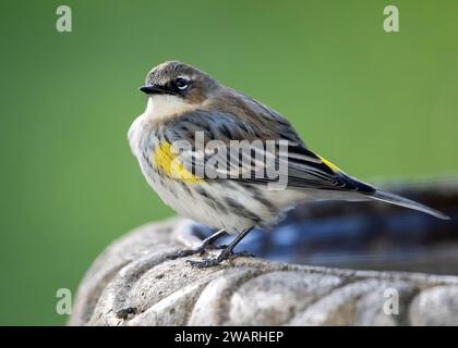 Gros plan d'un oiseau mâle parulmonaire jaune perché sur un bain d'oiseaux Banque D'Images