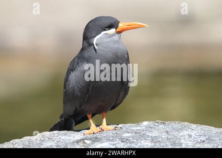 La sterne inca (Larosterna inca) est une sterne de la famille des Laridae Banque D'Images