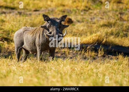 Un warthog mâle dans la réserve animalière du Kalahari central au Botswana. Banque D'Images