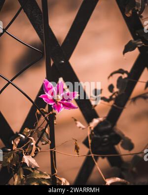 Une fleur rose vibrante perchée au sommet d'une clôture métallique, avec une petite vigne sinueuse poussant sur le côté Banque D'Images