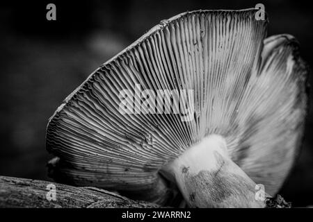 Un champignon blanc se détache contre l'obscurité de la zone boisée environnante, poussant à partir d'un tronc d'arbre au milieu d'une forêt ombragée Banque D'Images