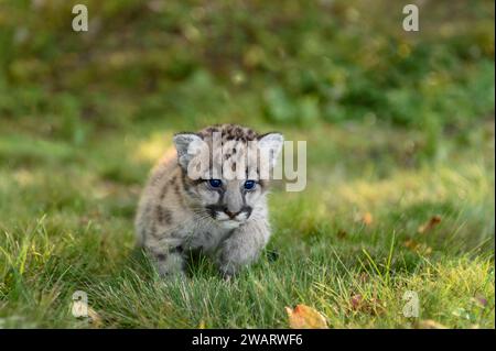 Cougar Kitten (Puma concolor) marcher gros plan automne - animal captif Banque D'Images