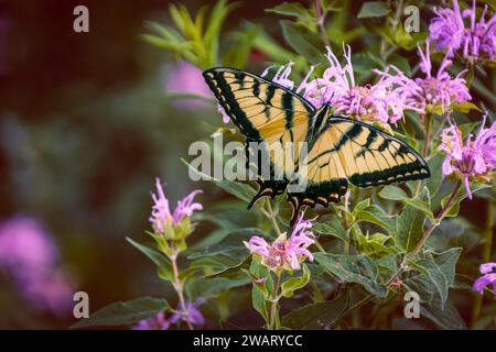 Magnifique papillon Eastern Tiger Swallowtail régalant de nectar doux des fleurs d'herbe à lait des marais Banque D'Images