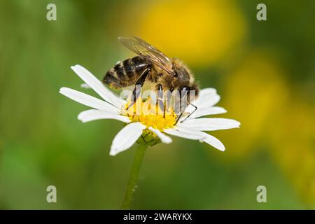 Ouvrier de l'abeille de l'Ouest (Apis mellifera) récoltant le nectar sur une pâquerette de prairie, Valais, Suisse Banque D'Images