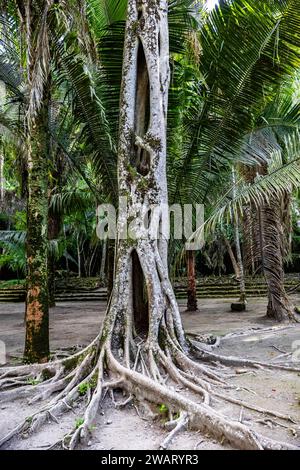 Un plan vertical d'un grand arbre avec de longues racines dans une jungle à Cozumel, Mexique Banque D'Images