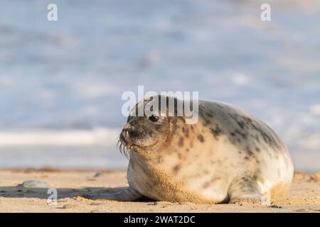 Phoque gris ou phoque gris, Halichoerus grypus, jeune petit phoque célibataire allongé sur une plage de sable, Winterton, Norfolk, Royaume-Uni Banque D'Images