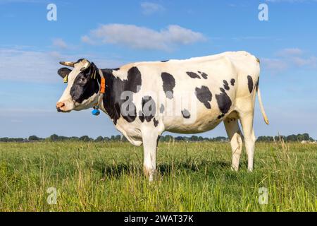 Vache à cornes debout sur toute la longueur vue de côté, bétail laitier noir et blanc, debout sous un ciel bleu et horizon au-dessus de la terre dans un champ aux pays-Bas Banque D'Images