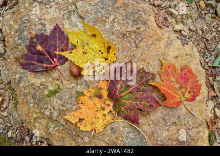 Une variété de feuilles tombées et un gland posé au sommet d'un grand rocher sur le sol le long du sentier dans la forêt en automne Banque D'Images