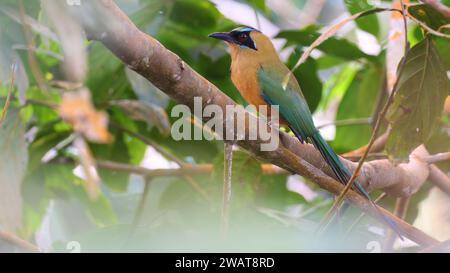 Motmot coquelucheux, oiseau tropical de Colombie Banque D'Images