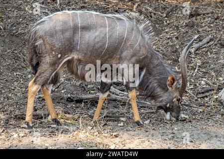 Nyala, mâle, Réserve faunique de Majete, Malawi Banque D'Images