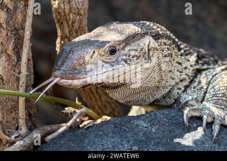 White-Throated Rock Monitor Lizard, réserve faunique de Majete, Malawi Banque D'Images