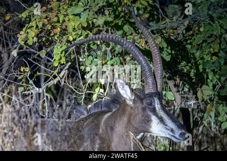 Sable avec corne déformée, la nuit, Réserve faunique de Majete, Malawi Banque D'Images