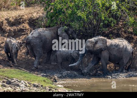 Éléphant d'Afrique, femelle, ayant un bain de boue dans la rivière Bua, Réserve de faune sauvage de Nkhotakota, Malawi Banque D'Images