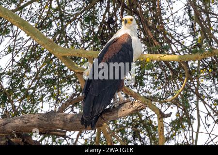 Aigle de poisson africain, femelle, perchée dans un arbre à fièvre, parc national de Liwonde, Malawi Banque D'Images